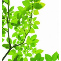 THERMATEX Varioline мотив